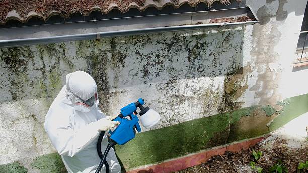 Top rated local Basement Mold Removal specialists in Lewisberry, PA